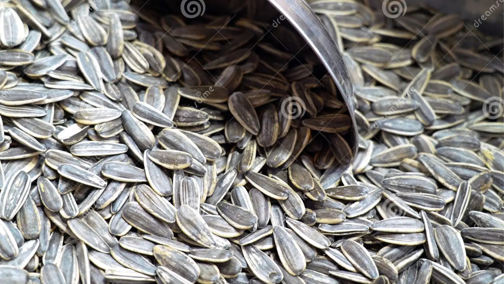 Confectionery Sunflower